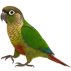 Maroon-bellied Conure
